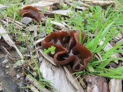 Image of cup fungi