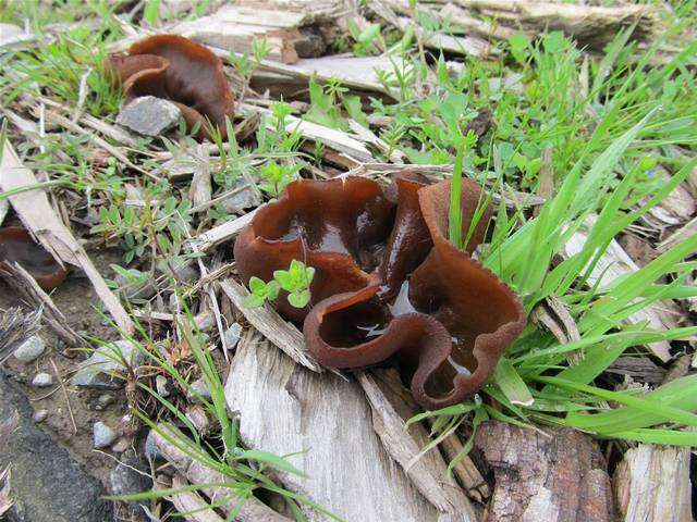 Image of cup fungi