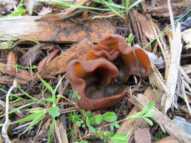 Image of cup fungi