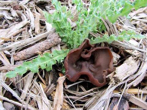 Image of cup fungi