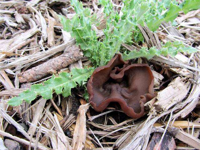 Image of cup fungi