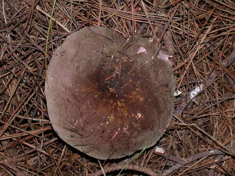 Image of Russula olivacea (Schaeff.) Fr. 1838