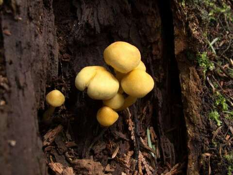 Image of Hypholoma