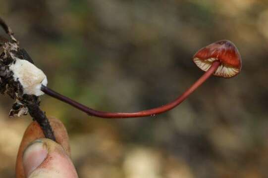 Image of Marasmius