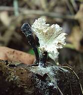 Imagem de Xylaria cubensis (Mont.) Fr. 1851