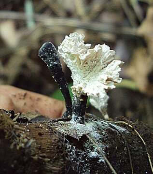 Image of Xylaria cubensis (Mont.) Fr. 1851