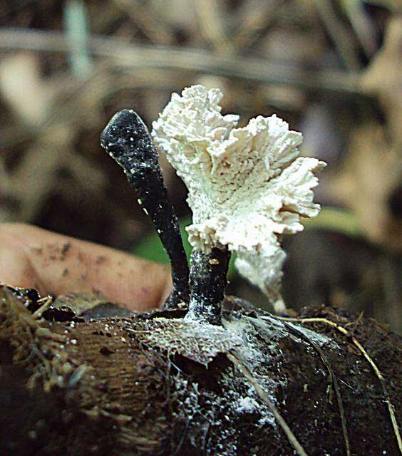 صورة Xylaria cubensis (Mont.) Fr. 1851