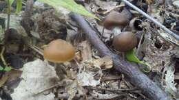 Image of Psilocybe ovoideocystidiata Guzmán & Gaines 2007