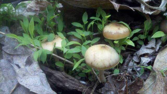 Image of Psilocybe ovoideocystidiata Guzmán & Gaines 2007