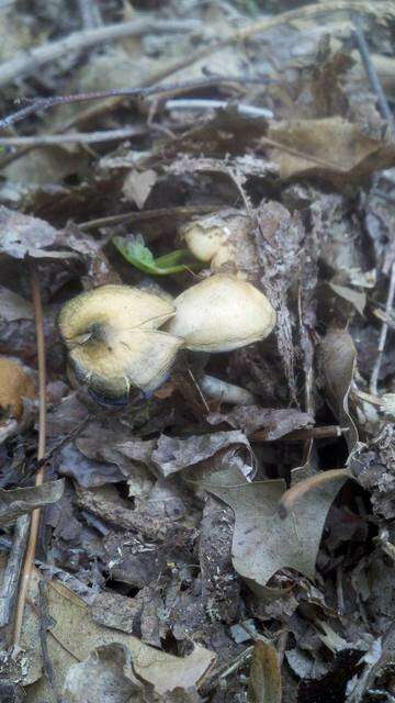 Image of Psilocybe ovoideocystidiata Guzmán & Gaines 2007