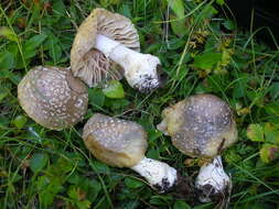 Image of Amanita umbrinidisca (Murrill) Murrill 1912