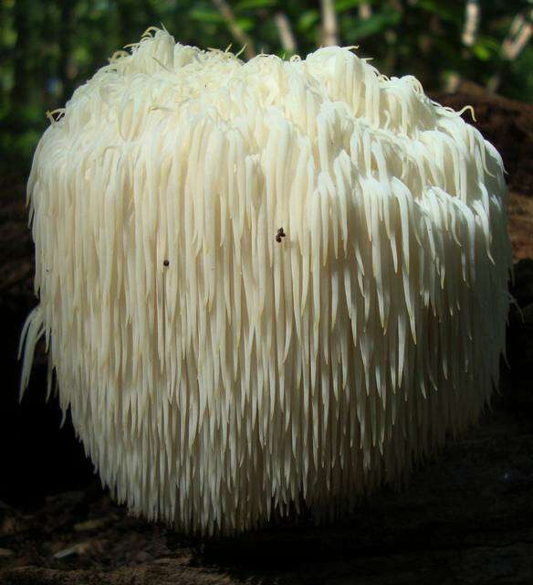 Image of tooth fungi