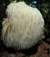 Image of tooth fungi