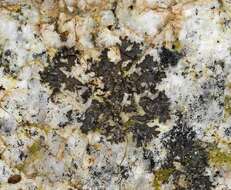 Image of skin lichen