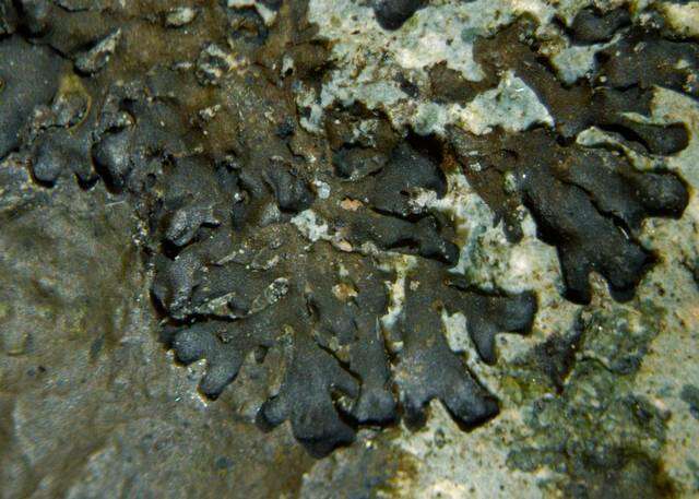 Image of skin lichen