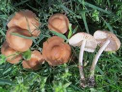 Image of Marasmius