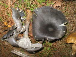 Image of Omphalotus mexicanus Guzmán & V. Mora 1984