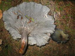 Image of Omphalotus mexicanus Guzmán & V. Mora 1984