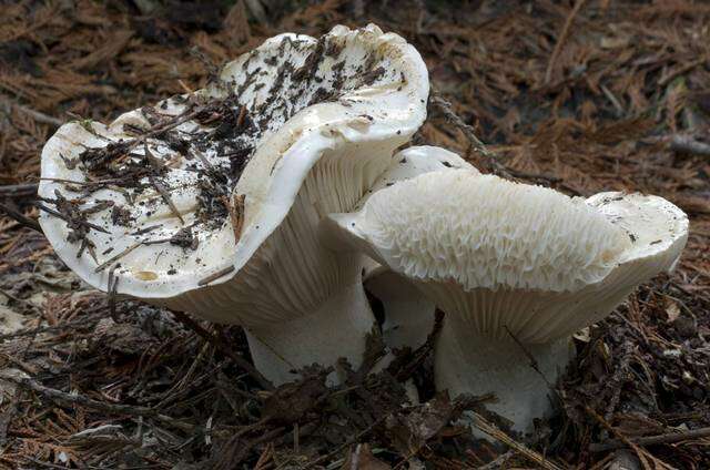 Слика од Hygrophorus subalpinus A. H. Sm. 1941