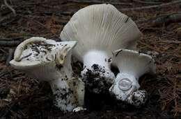 Слика од Hygrophorus subalpinus A. H. Sm. 1941