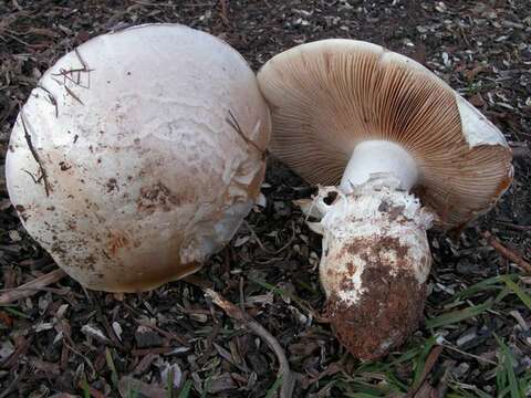 Image of Cortinarius australiensis (Cleland & Cheel) E. Horak 1981