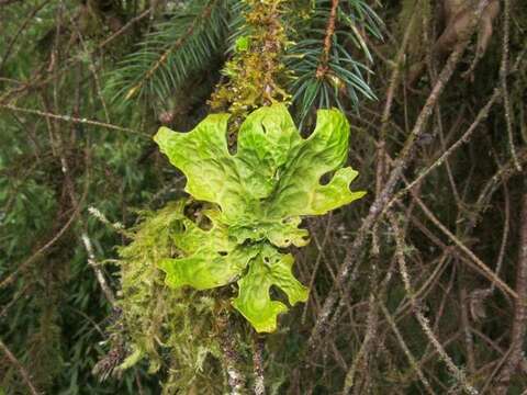 Image of lung lichen