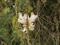 Image of lung lichen