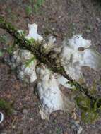 Image of lung lichen