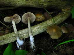 Image of Psilocybe ovoideocystidiata Guzmán & Gaines 2007