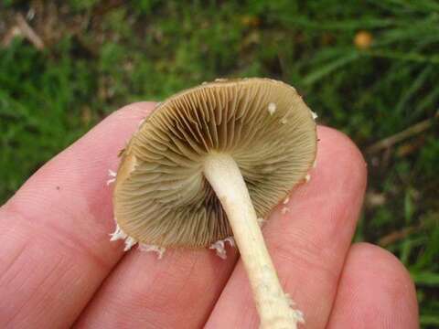 Image de Psathyrella