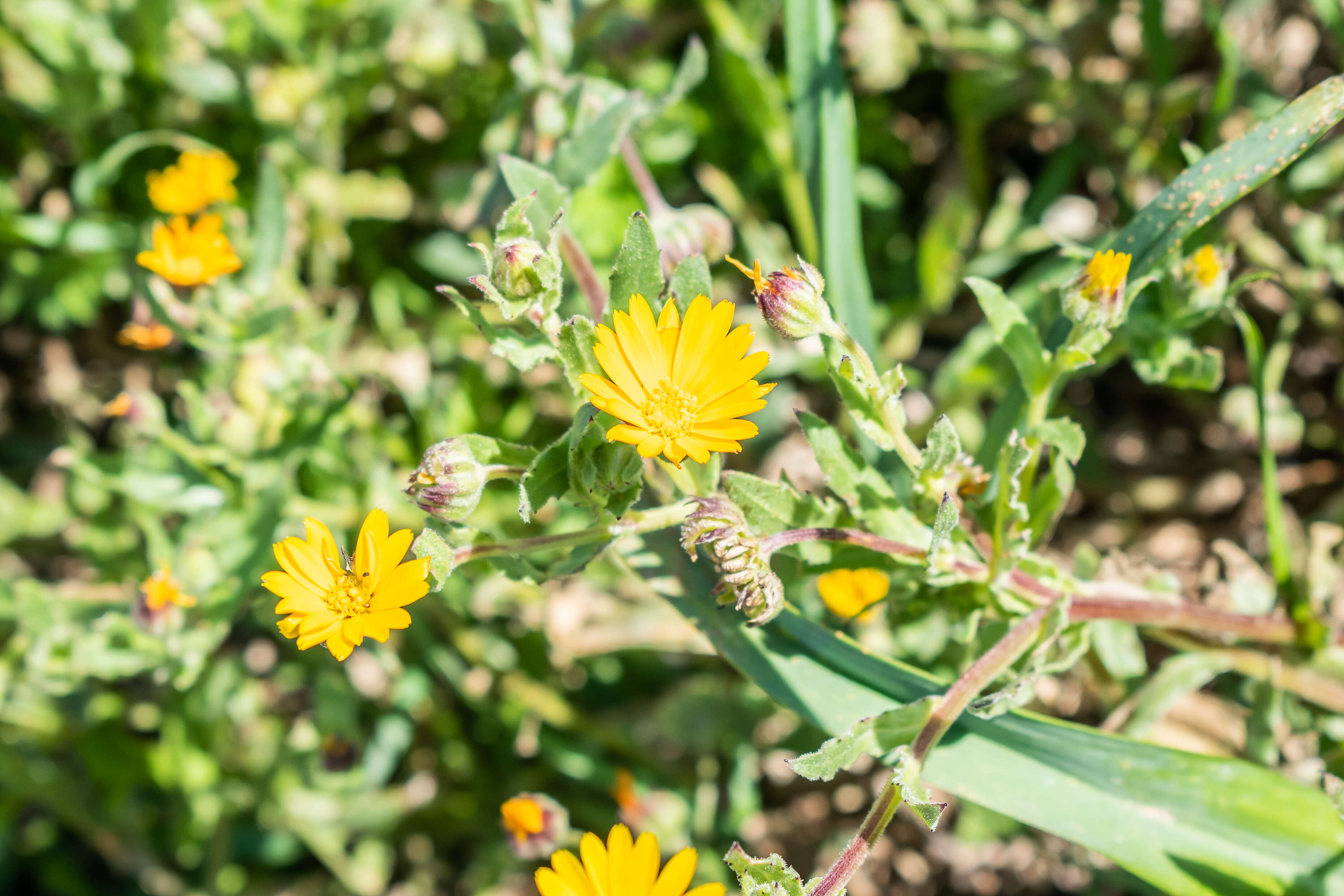 Image of field marigold