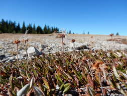 Imagem de Dryas octopetala L.