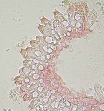 Image of Pluteaceae