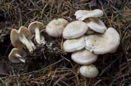 Image of Clitocybe albirhiza H. E. Bigelow & A. H. Sm. 1963