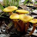 صورة Armillaria luteobubalina Watling & Kile 1978