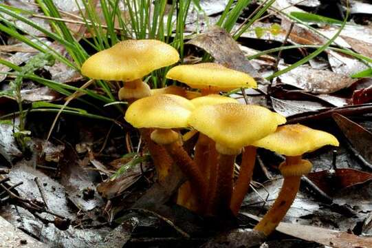 Image de Armillaria