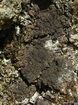 Image of lead lichen