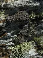 Image of Cladonia stipitata Lendemer & B. P. Hodk.