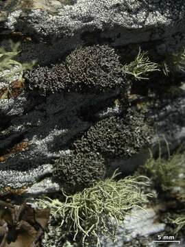 Image de Cladonia stipitata Lendemer & B. P. Hodk.