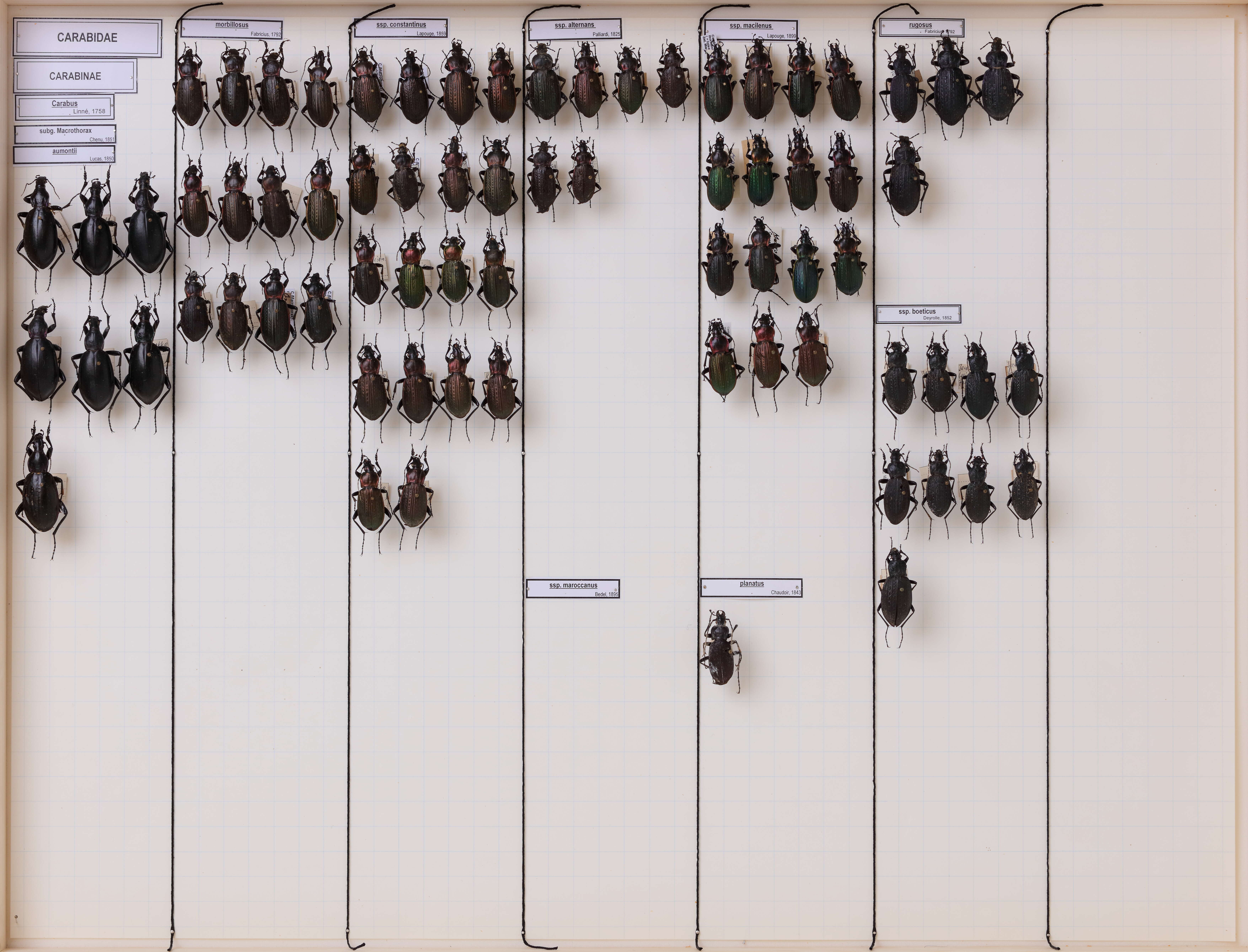 Image of Carabus (Macrothorax) planatus Chaudoir 1843