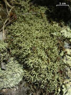 Image of Thorn cladonia