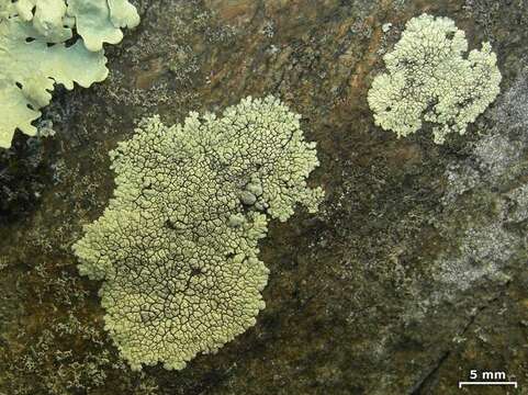 Image of mountain lichen