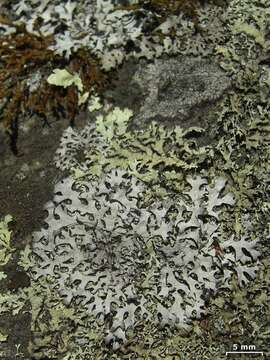 Image of Rock's hypotrachyna lichen