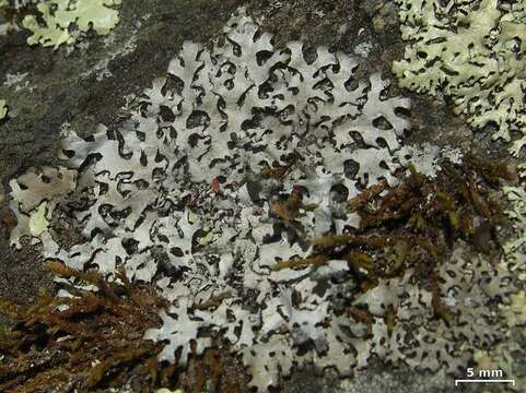 Image of Rock's hypotrachyna lichen