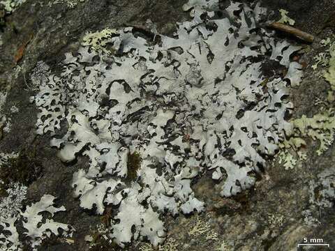 Image of Rock's hypotrachyna lichen