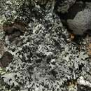 Image of Rock's hypotrachyna lichen