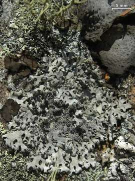 Image of Rock's hypotrachyna lichen