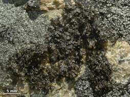 Image of melanelia lichen