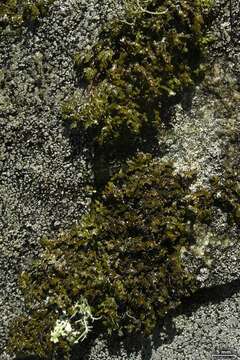 Image of melanelia lichen