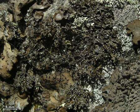 Image of melanelia lichen